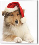 Christmas Collie Pup Canvas Print