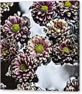 Chrysanthemum 3 Canvas Print