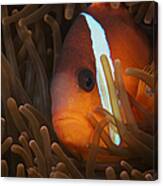 Cinnamon Clownfish In Its Host Anemone Canvas Print