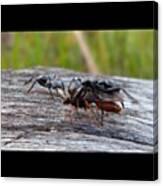 Close-up From Ants And A Vasper Fighting Canvas Print