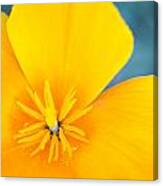 Close Up Of A California Poppy Canvas Print