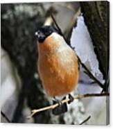 #closeup #nature #bird #winter #bulfinch Canvas Print