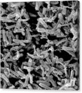 Clostridium Difficile Bacteria, Sem Canvas Print