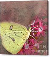 Clouded Sulphur Butterfly Canvas Print