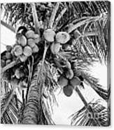Coconuts Canvas Print