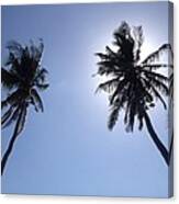 Coconuts In Cebu Summer Sky. Canvas Print