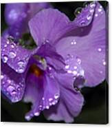 Collection Of Water Drops Canvas Print
