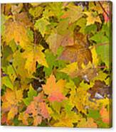 Colorful Autumn Leaves Canvas Print