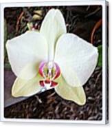 #common #orchid #florida #moms #garden Canvas Print