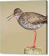 Common Redshank Tringa Totanus Calling Canvas Print