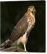 Coopers Hawk Canvas Print