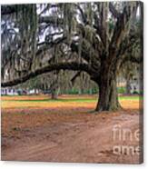 Coosaw Plantation Live Oak Canvas Print