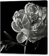 Coral Peony In Black And White Canvas Print