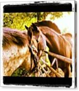 Corey And Paddy 😃 #gelding #friends Canvas Print