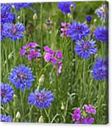 Cornflower And Pointed Phlox Canvas Print