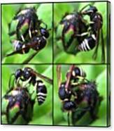 Cornflower Wasp Sequence Canvas Print