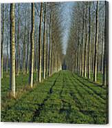Cottonwood Populus Sp Plantation, France Canvas Print