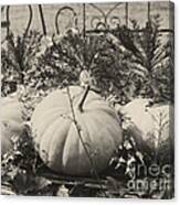 Country Pumpkins In Black And White Canvas Print