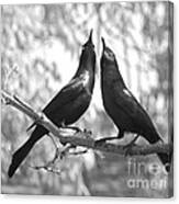 Courtship Canvas Print