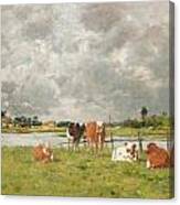 Cows In A Field Under A Stormy Sky Canvas Print