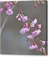 Crepe Myrtle Canvas Print