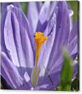 Crocus Canvas Print