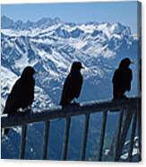 Crows On Top Of Mount Titlis Switzerland Canvas Print