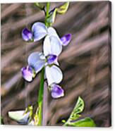 Crucian Wild Orchid Canvas Print