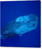 Curious Sperm Whale Calf Dominica Canvas Print