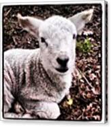 #cute #baby #lamb #sheep #spring Canvas Print