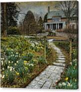 Daffodil Lane Canvas Print