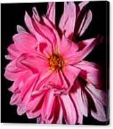 Dahlia Dressed In Pink Canvas Print