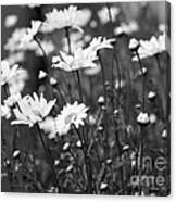 Daisies In Black Ane White Canvas Print