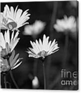 Daisy In Black And White Canvas Print