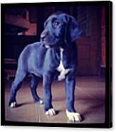 Dalmador. #puppies #iphoneography Canvas Print