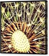 #dandelion #seed #head #plant Canvas Print