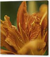 Day Lily Canvas Print