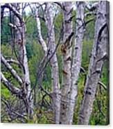 Dead Birch Tree Canvas Print