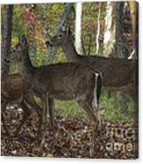 Deer In Forest Canvas Print