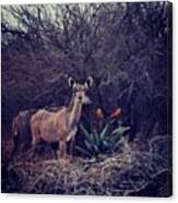 Deer? Kruger Park Canvas Print