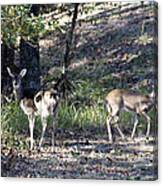 Deers In The Forest Canvas Print