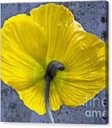 Delicate And Strong Canvas Print