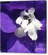 Delphinium Named Blue With White Bee Canvas Print