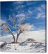 Desert Tree In White Sands Canvas Print
