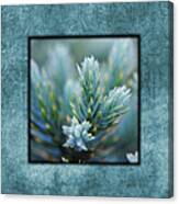Dew On The Pine Ii Photo Square Canvas Print
