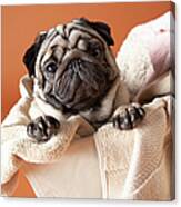 Dog In Laundry Basket Canvas Print