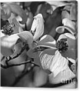 Dogwood Flowers Canvas Print