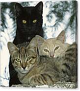 Domestic Cat Felis Catus Group Canvas Print