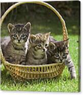 Domestic Cat Felis Catus Three Kittens Canvas Print