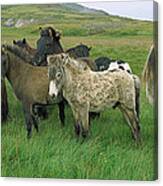 Domestic Horse Equus Caballus Herd Canvas Print